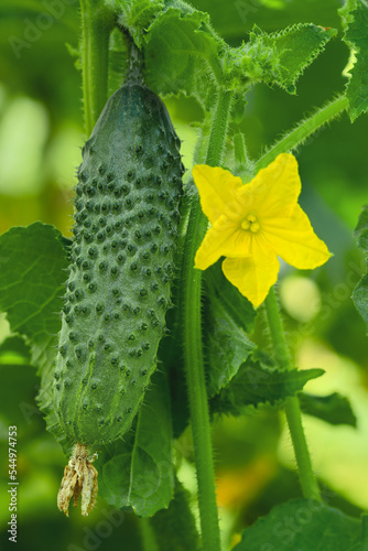 Fresh green cucumber on a branch against the backdrop of abundant foliage