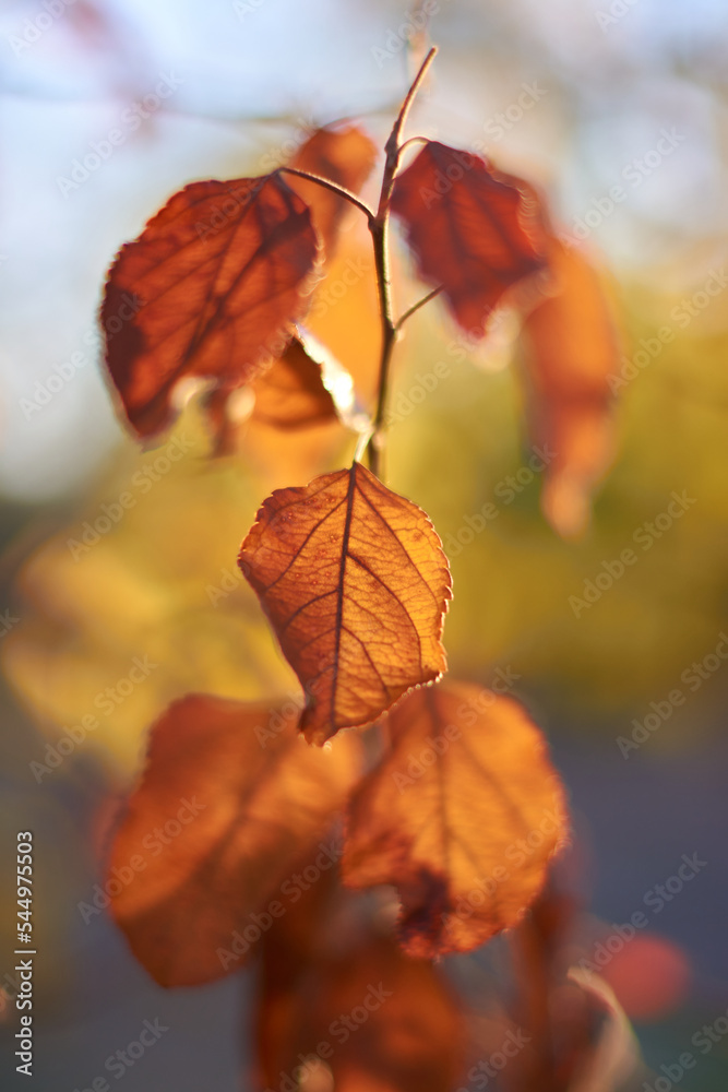 Obraz premium the light of the sun at sunset makes the leaves of the trees shine with their yellow, red and orange colors of autumn. Madrid. Spain