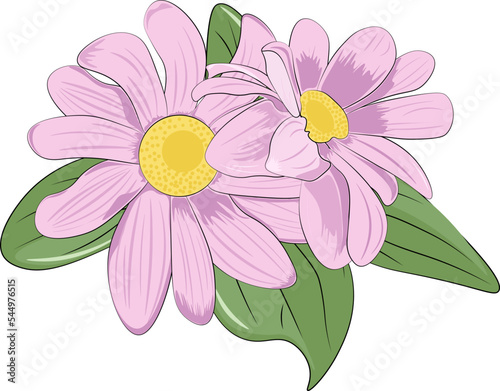 pink daisy isolated on white