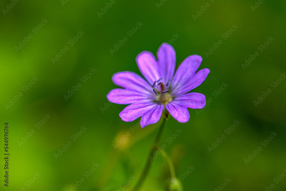 Geranium pyrenaicum purple flowers and leaves