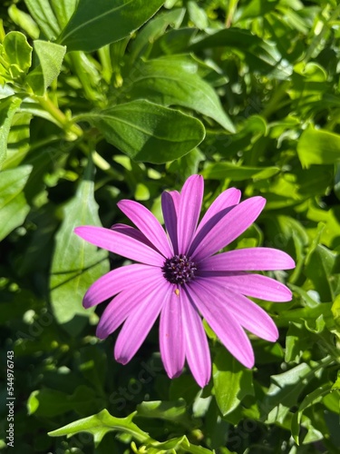 tender purple daisy flower in green background