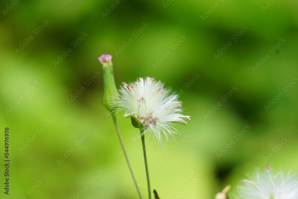 Emilia sonchifolia (lilac tassel flower, Cacalia sonchifolia L.) with natural background. This plant has a special aroma and is often made urap-urap (indonesian salad). indonesian call it tempu wiyang Emilia sonchifolia (lilac tassel flower, Cacalia sonchifolia L.) with natural background. This plant has a special aroma and is often made urap-urap (indonesian salad). indonesian call it tempu wiyang