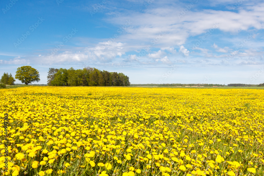 Fototapeta premium A field of yellow dandelions with trees in the distance