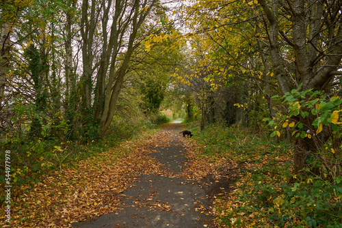 A road that is covered in autumnal leaves passes past trees.