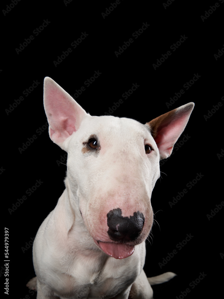 happy bull terrier on a black background. cute dog studio, for design.