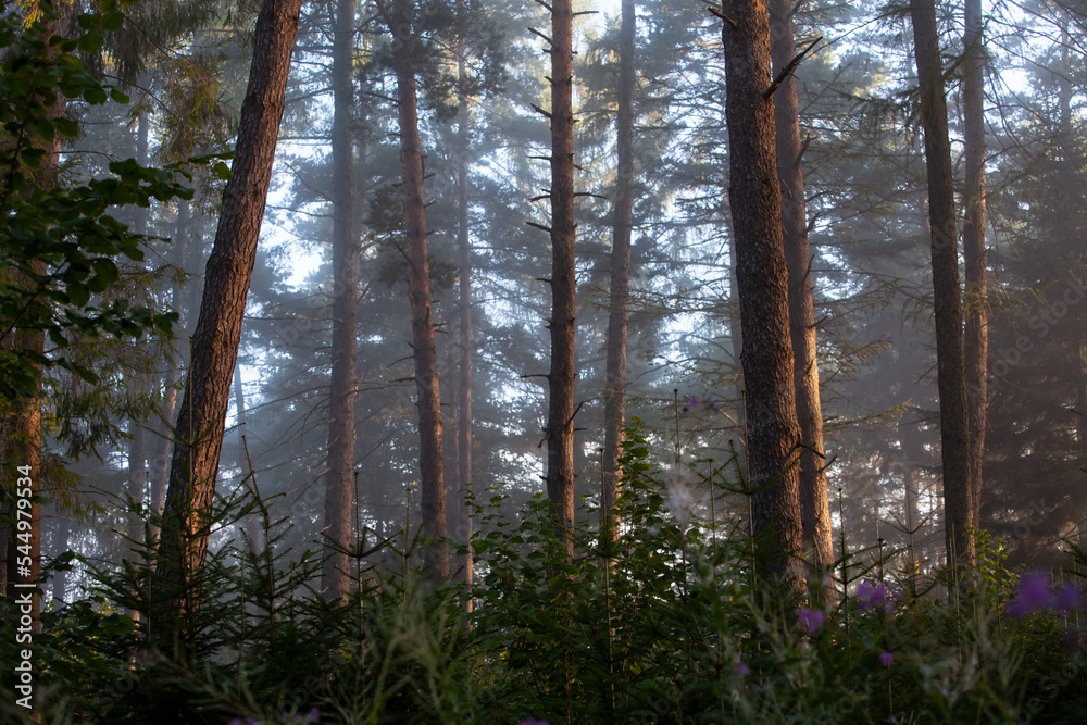 Misty morning forest