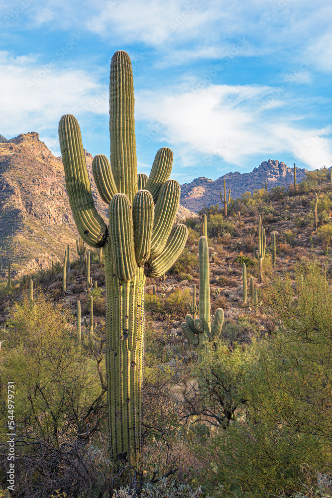 Saguaro cactus in a park with mountains in the background, Tucson, Arizona, USA.