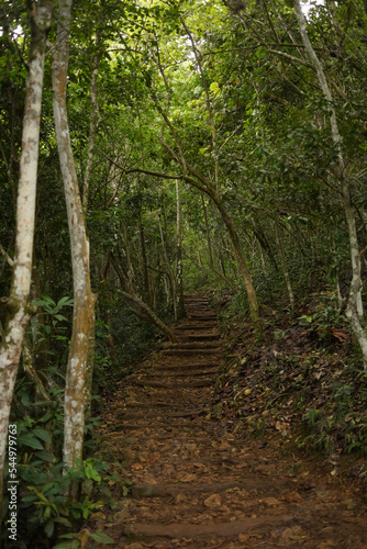 Path in the jungle in Dominican Repubilc photo