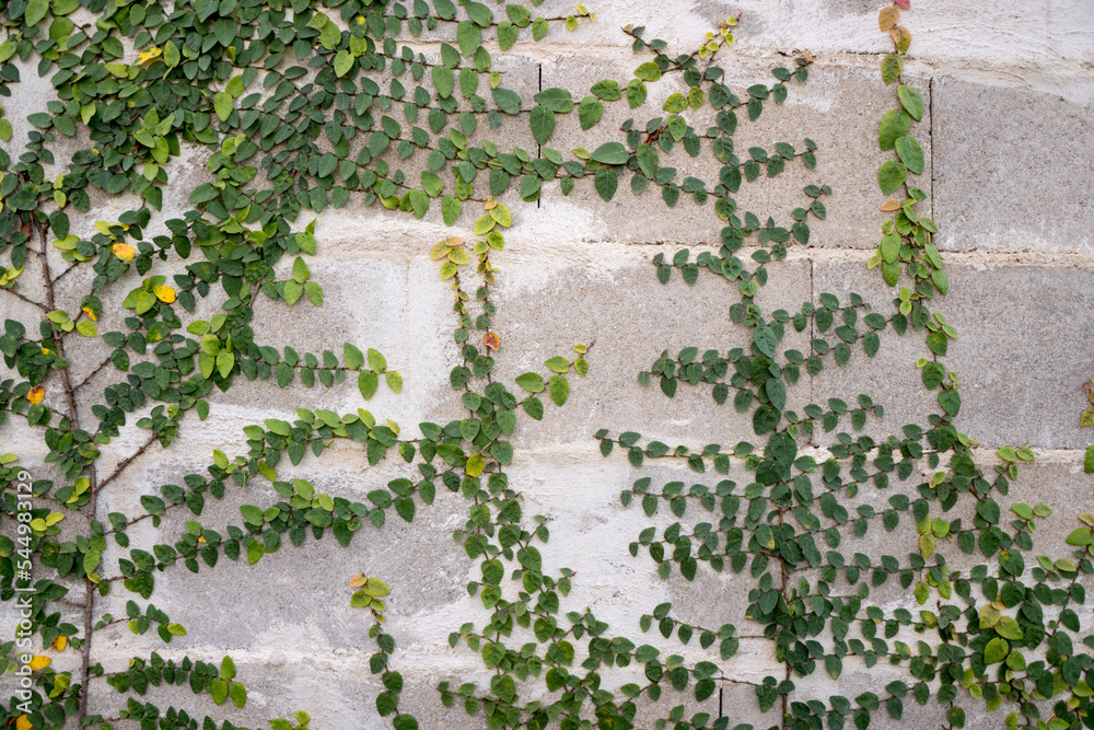 Nature growing in a simple concrete wall, minimalist background Stock