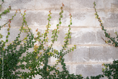 Background of concrete blocks with nature, climbing plant