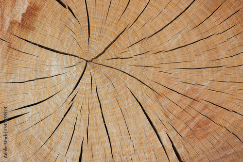 tree trunk closeup details ring wood 