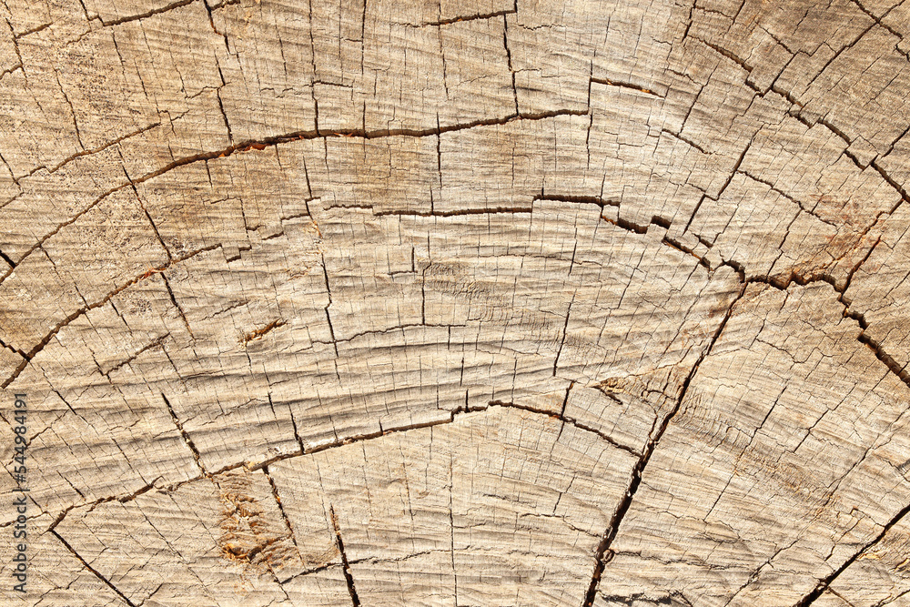 Fototapeta premium tree trunk closeup details ring wood 