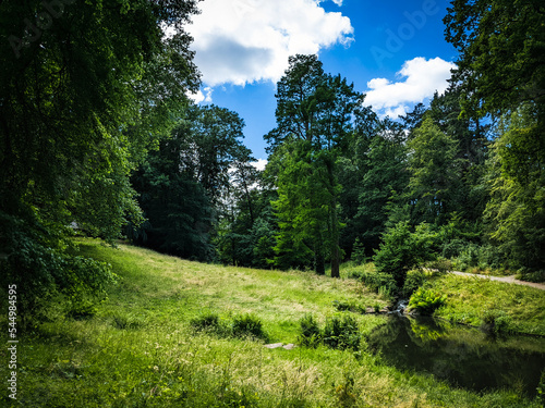 Forest Meadow
