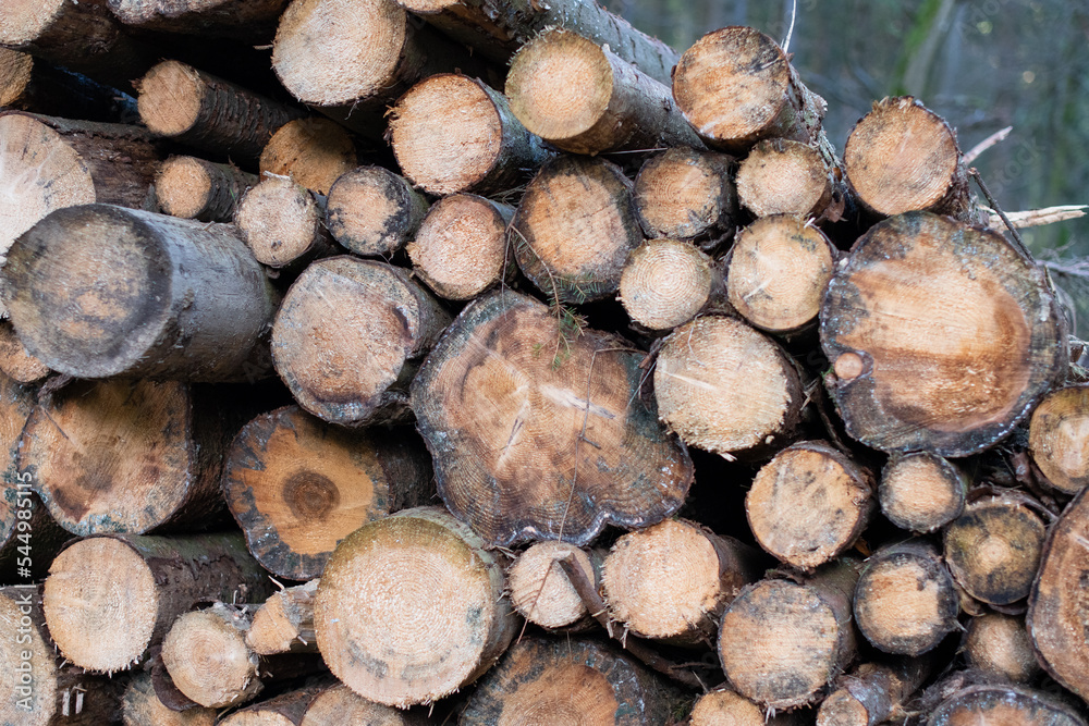 Holz als Rohstoff, Gefällte Baumstämme gestapelt im Wald