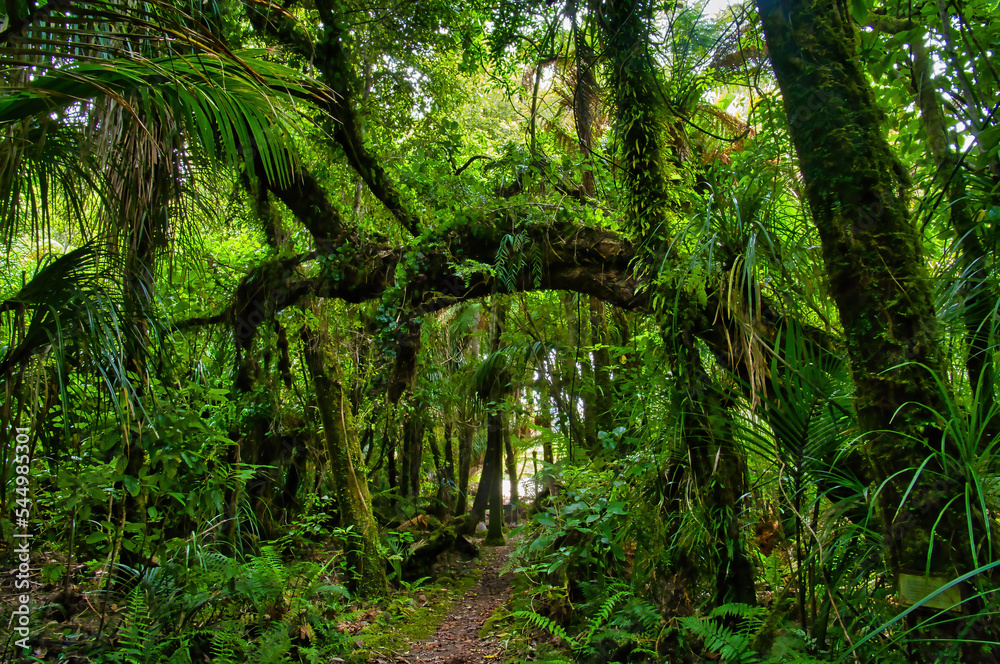 The Nikau Walk, Kahurangi National Park, leads through dense rainforest with many different kinds of ferns. Karamea, West Coast, South Island, New Zealand
The Nikau Walk, Kahurangi National Park, leads through dense rainforest with many different kinds of ferns. Karamea, West Coast, South Island, New Zealand