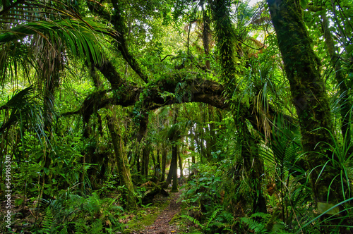 The Nikau Walk, Kahurangi National Park, leads through dense rainforest with many different kinds of ferns. Karamea, West Coast, South Island, New Zealand  © Hans