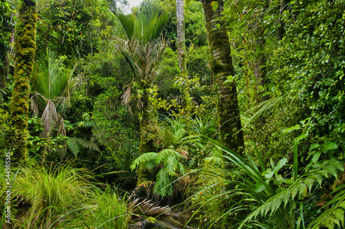 Impenetrable rainforest with nikau palms, ferns and moss covered beeches in Kahurangi National Park, Karamea, West Coast, South Island, New Zealand
 photo