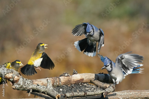 Evening Grosbeaks fighting blue jays for food in the feeder on fall sunny day with forested background photo