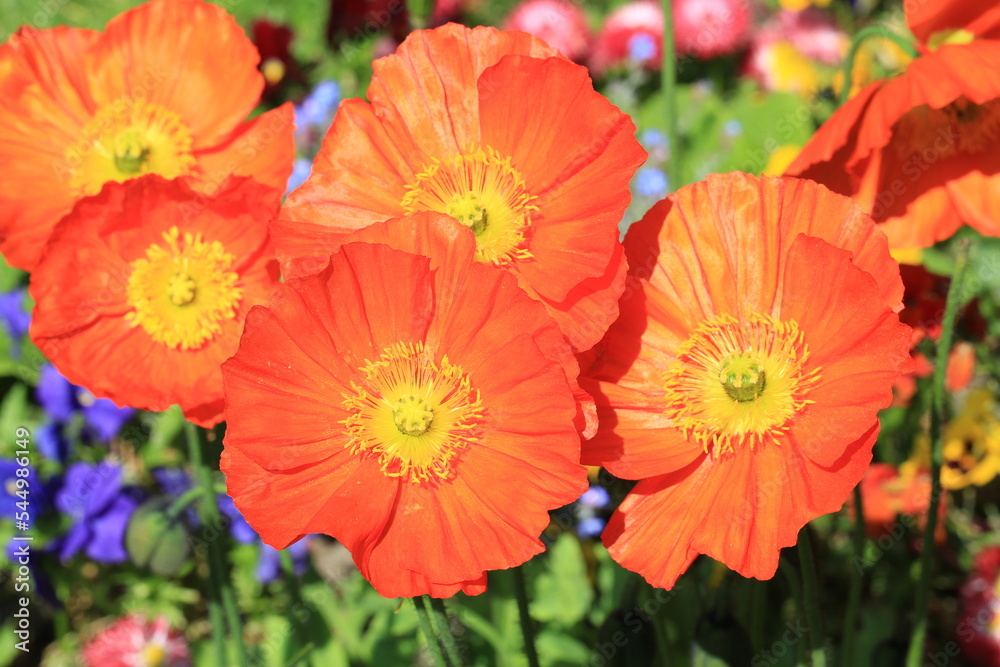 Orange blooming poppies in sunny August