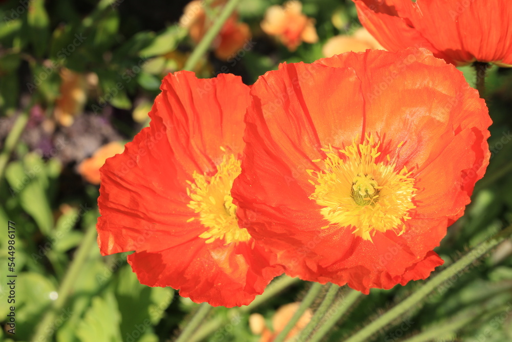 Beautiful blooming poppies in sunny August Beautiful blooming poppies in sunny August