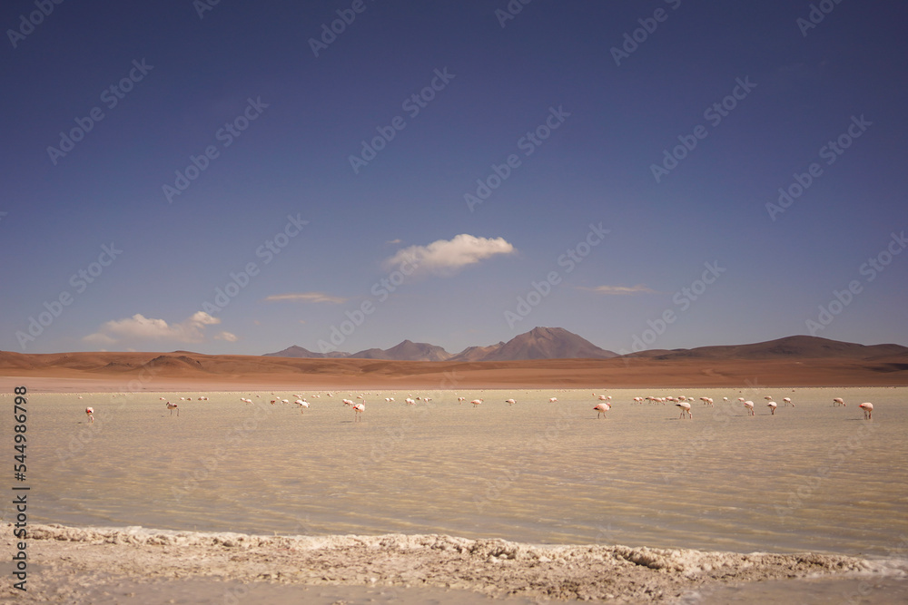 Flamingos and salt lake in Bolivia
