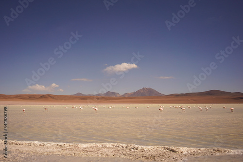 Flamingos and salt lake in Bolivia