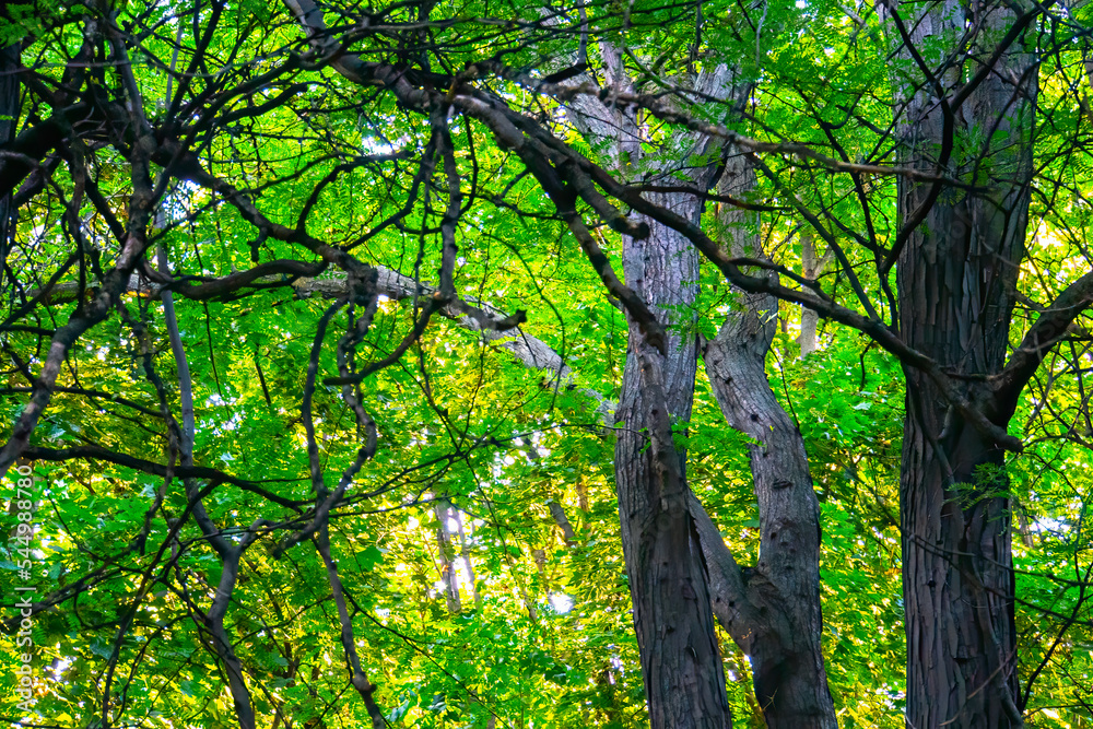 Fototapeta premium dark green forest at summer day