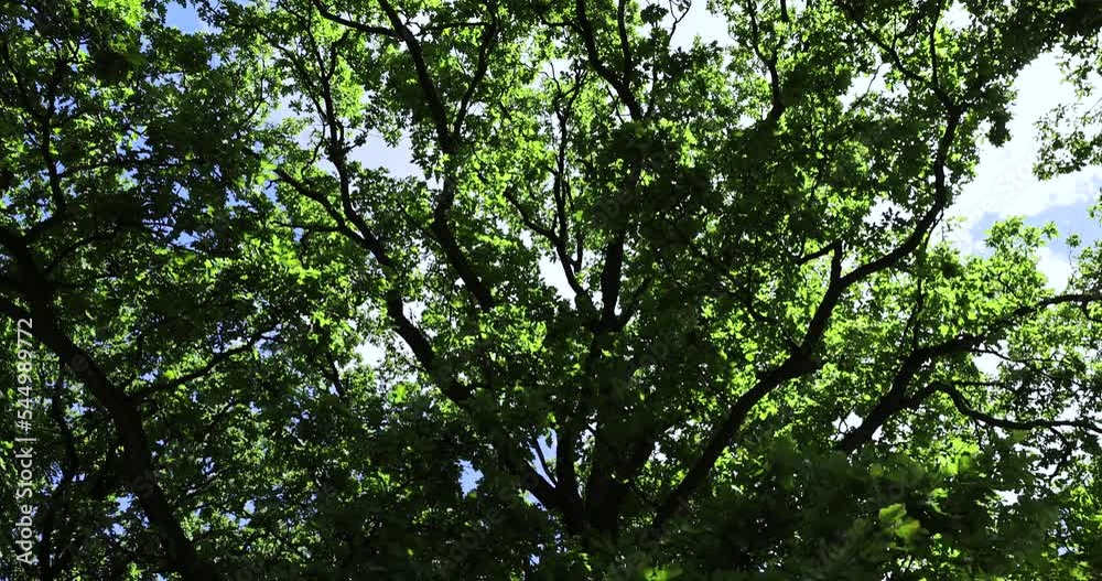 Trees growing in the forest in the summer, tall deciduous trees are illuminated by sunlight Trees growing in the forest in the summer, tall deciduous trees are illuminated by sunlight