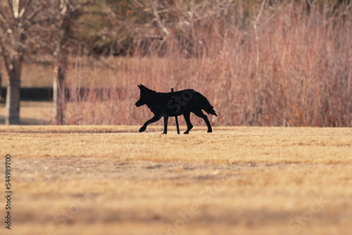 Closeup of a Coyote decoy positioned in a park to ward of Geese.