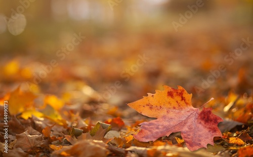 Beautiful autumn foliage with colored leaves