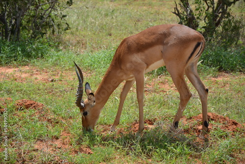 Fototapeta Naklejka Na Ścianę i Meble -  #antelope #mammal #wild #nature #kenya #africa #eat #sanctuary