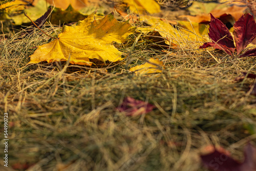 background of autumn leaves and straw and hay
