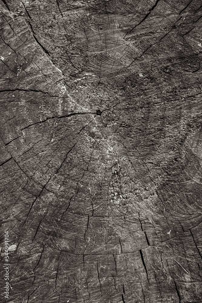 Age rings on the sawn trunk of an old tree. Age rings. The flow of time ...