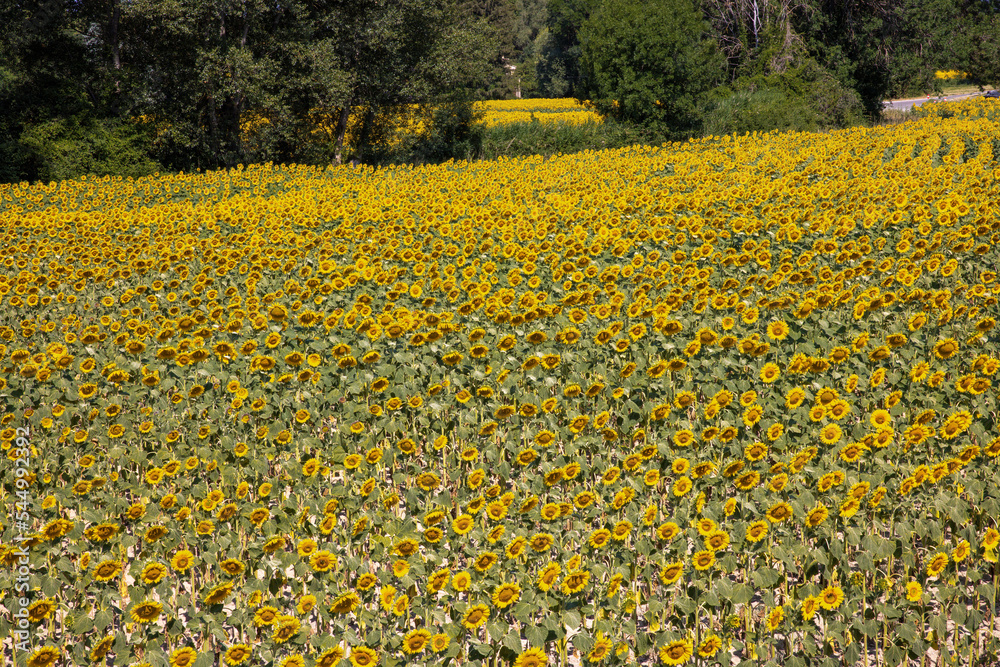 Fototapeta premium Huge field of sunflowers fill the frame in France