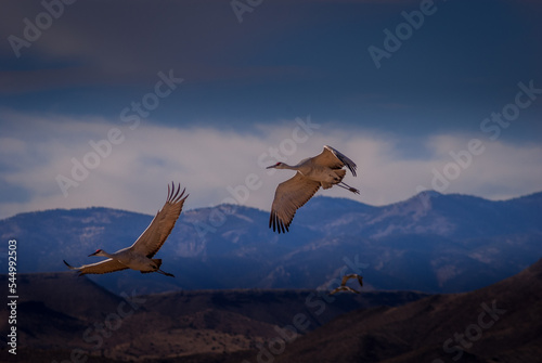 Sandhill Cranes In Flight Southern New Mexico © Blake Webster