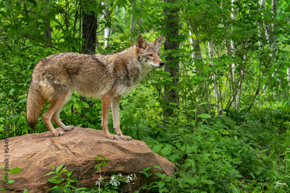 Adult Coyote (Canis latrans) Stans Looking Out From Atop Rock Summer Adult Coyote (Canis latrans) Stans Looking Out From Atop Rock Summer