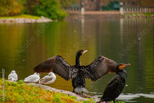 Birds by water in park in Malmo, Sweden photo
