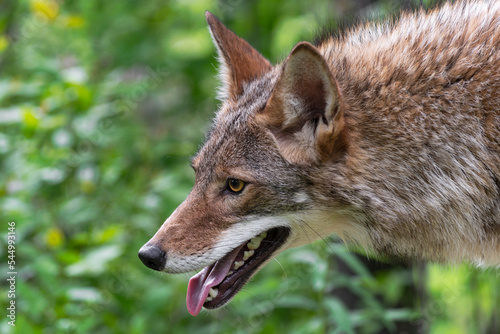 Adult Coyote (Canis latrans) Closeup Mouth Open Summer photo