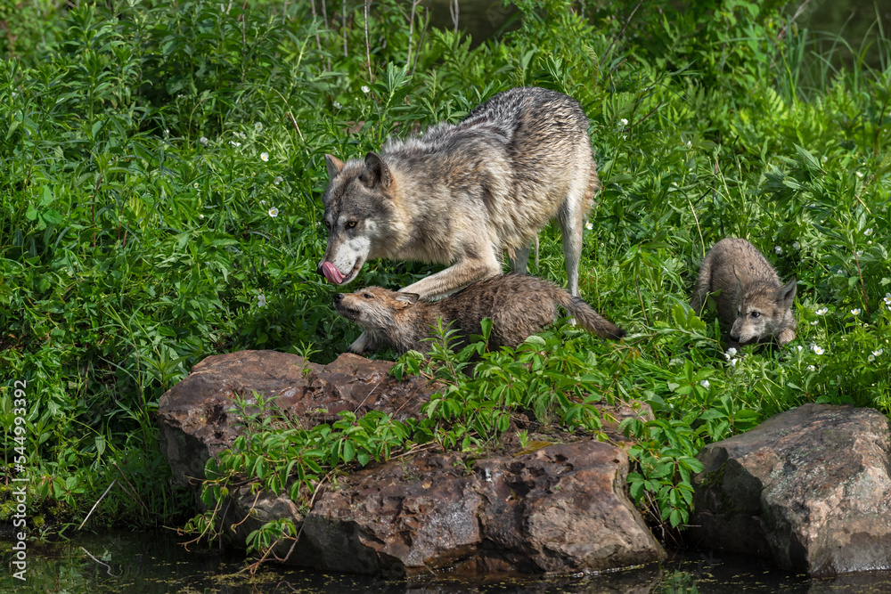 Grey Wolf (Canis lupus) Licks Face Pup Beneath Another Behind Summer Grey Wolf (Canis lupus) Licks Face Pup Beneath Another Behind Summer