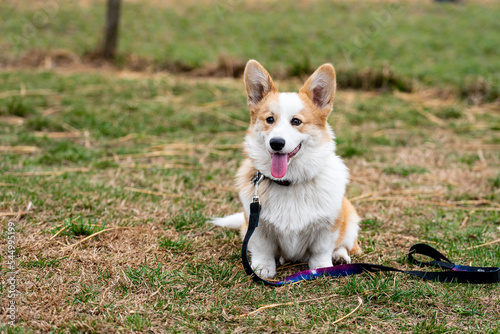 Portrait of young dog corgi. Small cute dog.