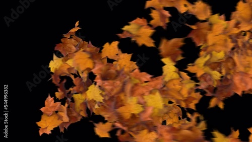 Maple Leaves Getting Blown With Wind and Revealing Background.