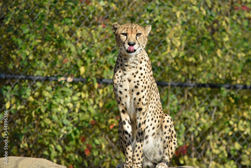A cheetah licks her chops as she watches visitors to her enclosure at a zoo Fototapet