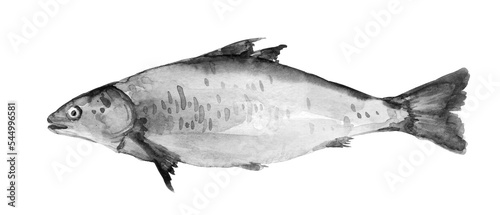 Atlantic salmon watercolor illustration. One single fish. Symbol of abundance, prosperity, good health, nature, moving. Handdrawn watercolour on white background, cut out clip art element for design.