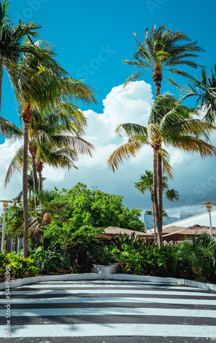 Fototapeta Naklejka Na Ścianę i Meble -  palm trees on the beach street miami 