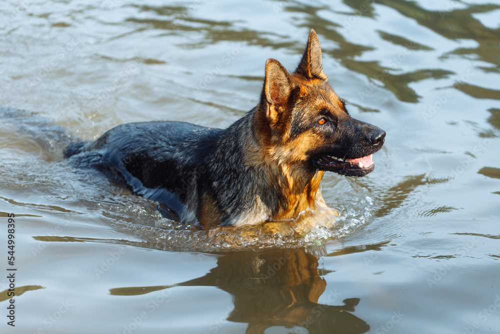 Black and brown young German Shepherd is swimming in the lake and splashing water. funny shepherd dog playing with splashes in the river Black and brown young German Shepherd is swimming in the lake and splashing water. funny shepherd dog playing with splashes in the river