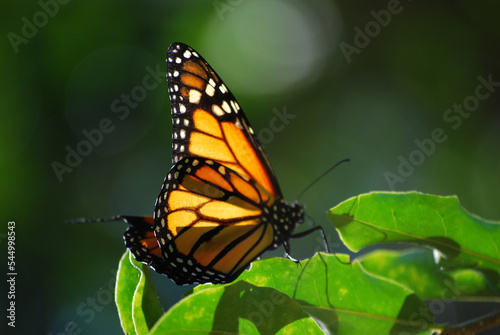 Monarch Butterfly sideview © Patricia W Shelton