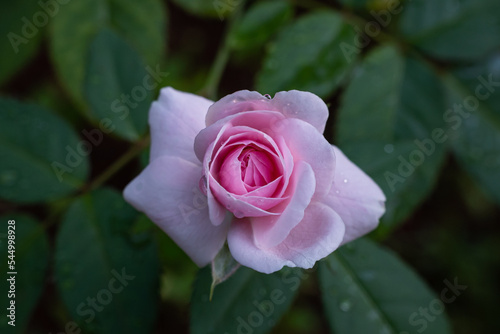 the beauty of pink roses