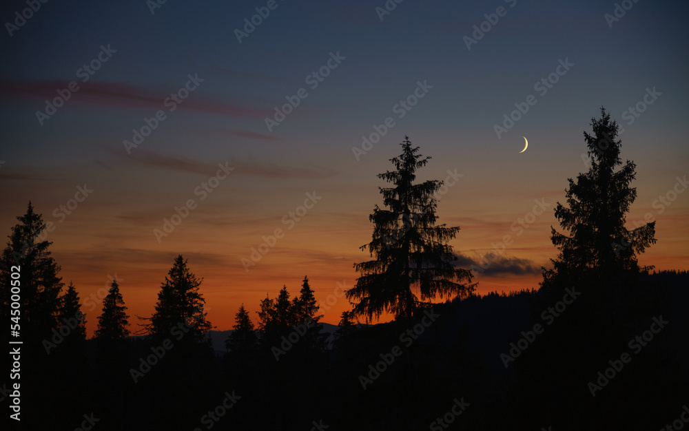 View of moon in blue hour after sunset with pine tree silhouette