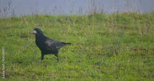 Black rook crow foraging for food on grass strong beak shiny feathers photo