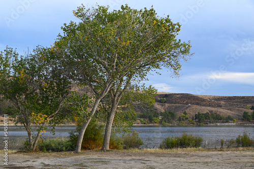 Trees at Castaic Lake Shore, California photo